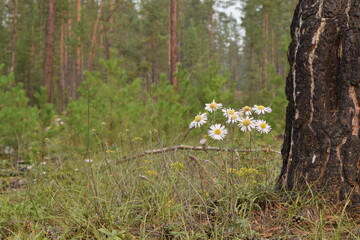 Forest daisies near a burnt tree