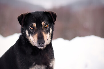 Cute mix breed black and tan dog winter portrait in snowy nature