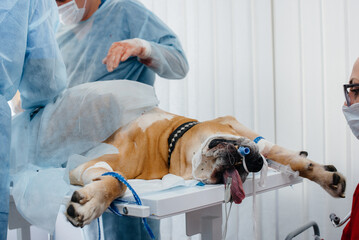 In a modern veterinary clinic, an operation is performed to save the life of a large dog. Surgery...