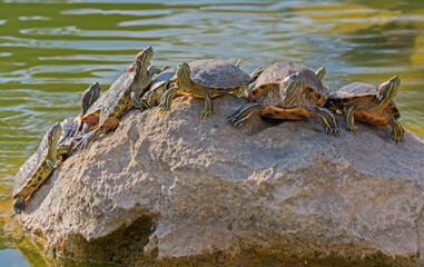 red-eared turtles basking in the sun