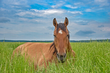 Fototapeta premium The horse grazes in the meadow in summer in cloudy weather.
