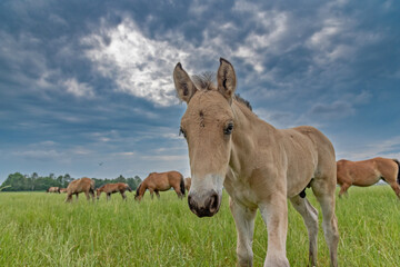 Obraz premium The horse grazes in the meadow in summer in cloudy weather.