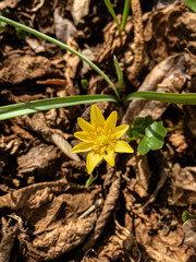 Blume