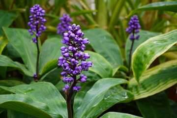 Lilac tropical flowers in the garden