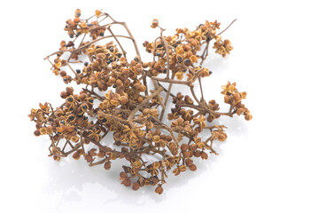 Zanthozylum limonella Alston on white background