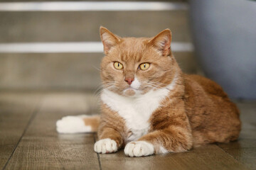 Tabby Cat Lying on Floor