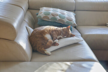 Tabby Cat Sleeping on Couch Cushion