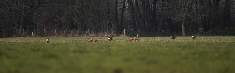 Rehe auf grüner Wiese, Rehgruppe, Wildtiere am Wald, 
