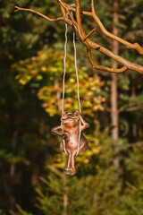 Сlay frog the tree