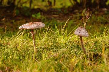 Macrolepiota procera, the parasol mushroom