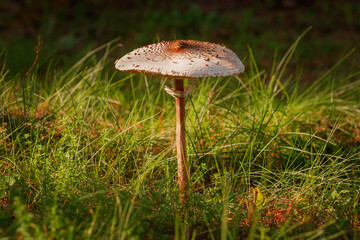 Macrolepiota procera, the parasol mushroom
