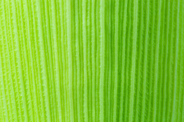 Green Corn leaf close up. Nature background