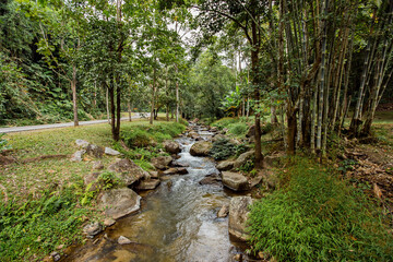 Rainforest, Waterfall, Australia, Forest, Victoria - Australia