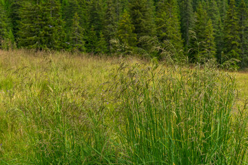 Countryside meadow grass and wild field flowers
