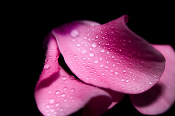 Water drops on pink leaves of a flower close-up with a dark background. Selective focus.