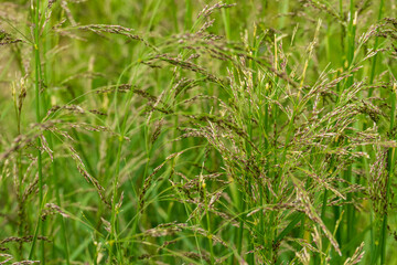 Countryside meadow grass and wild field flowers