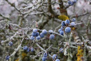 Blue blackthorn berries on the bushes are covered with hoarfrost.
