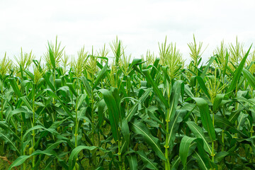 Obraz premium Fresh young corn field in the farm on white sky background