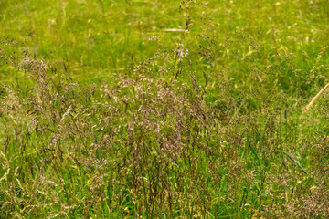 Countryside meadow grass and wild field flowers