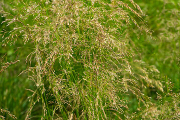 Countryside meadow grass and wild field flowers