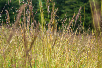 Countryside meadow grass and wild field flowers