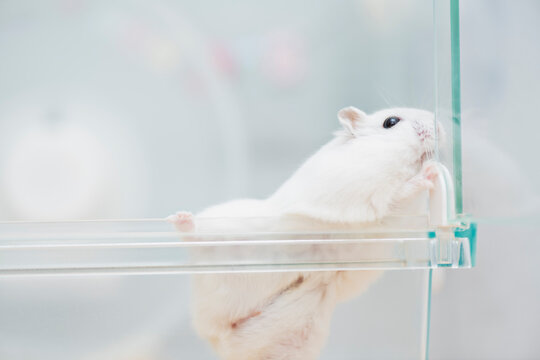 羊毛フェルト】ハムスターオーダー（apple mango様専用） マンゴーあり