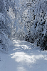 chemin enneigé
