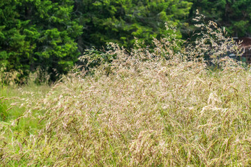 Countryside meadow grass and wild field flowers