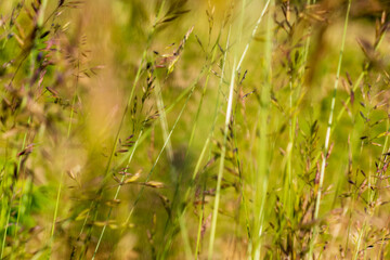 Countryside meadow grass and wild field flowers