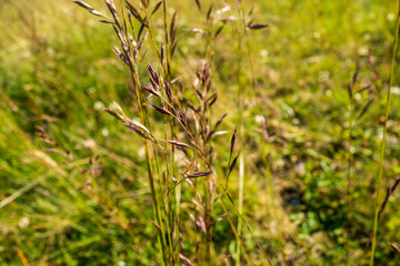 Countryside meadow grass and wild field flowers