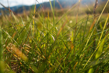Countryside meadow grass and wild field flowers