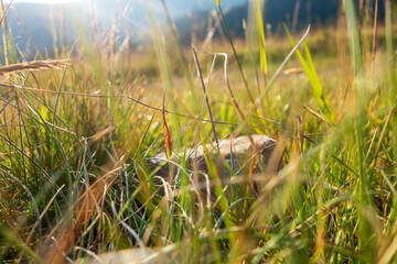 Countryside meadow grass and wild field flowers