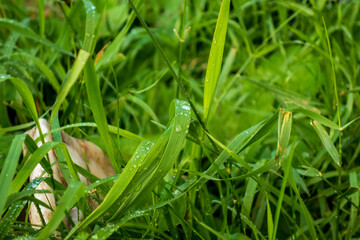 Countryside meadow grass and wild field flowers