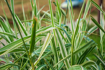 Countryside meadow grass and wild field flowers