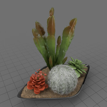 Decorative plant composition 1