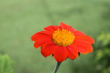 Red Sunflower Focused With Green Background