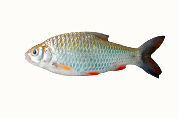 Fresh water fish isolate on white background. Closeup fish