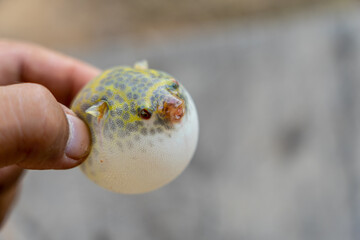 Hand holding balloon fish with blurry background. Puffer fish in asia