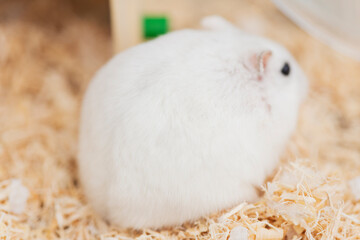 巣で過ごすハムスター