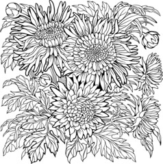 Aster flowers coloring page. Line art drawing