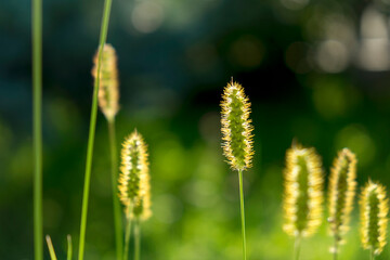 Countryside meadow grass and wild field flowers