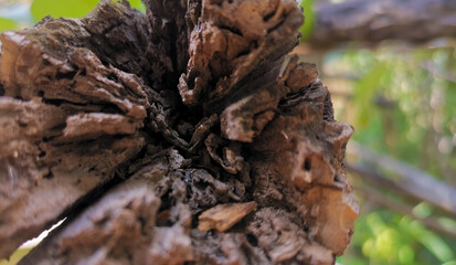 Cross section of dry branches that have decayed