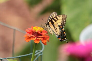 Eastern tiger swallowtail (Papilio glaucus) nectaring on orange zinna flower