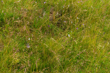 Countryside meadow grass and wild field flowers