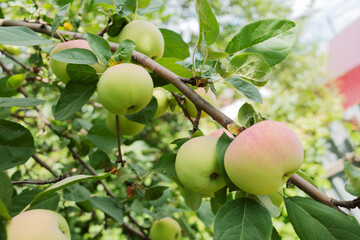 Ripe green apples on the tree. Green apples on a branch ready to be harvested. Closeup