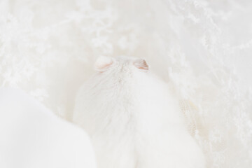 レースに埋もれるハムスター