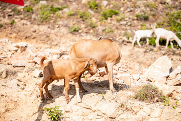 mountain goats at Binh Dinh Province, Viet Nam.