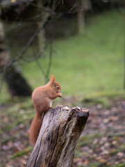 Fototapeta premium Red Squirrel Feeding on Tree Stump