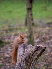 Fototapeta premium Red Squirrel Feeding on Tree Stump