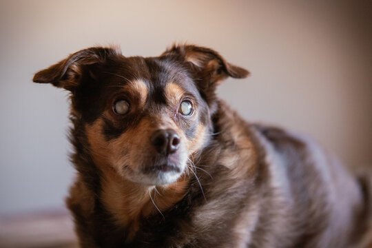 Portrait of a blind diabetic dog relaxed on the bed